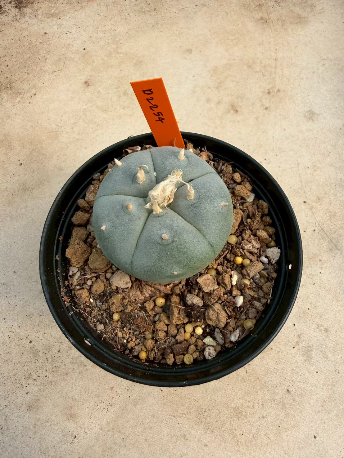 Lophophora williamsii – Peyote Cactus (Seed Grown, 3-3.5 cm, Own Root) 12 years old