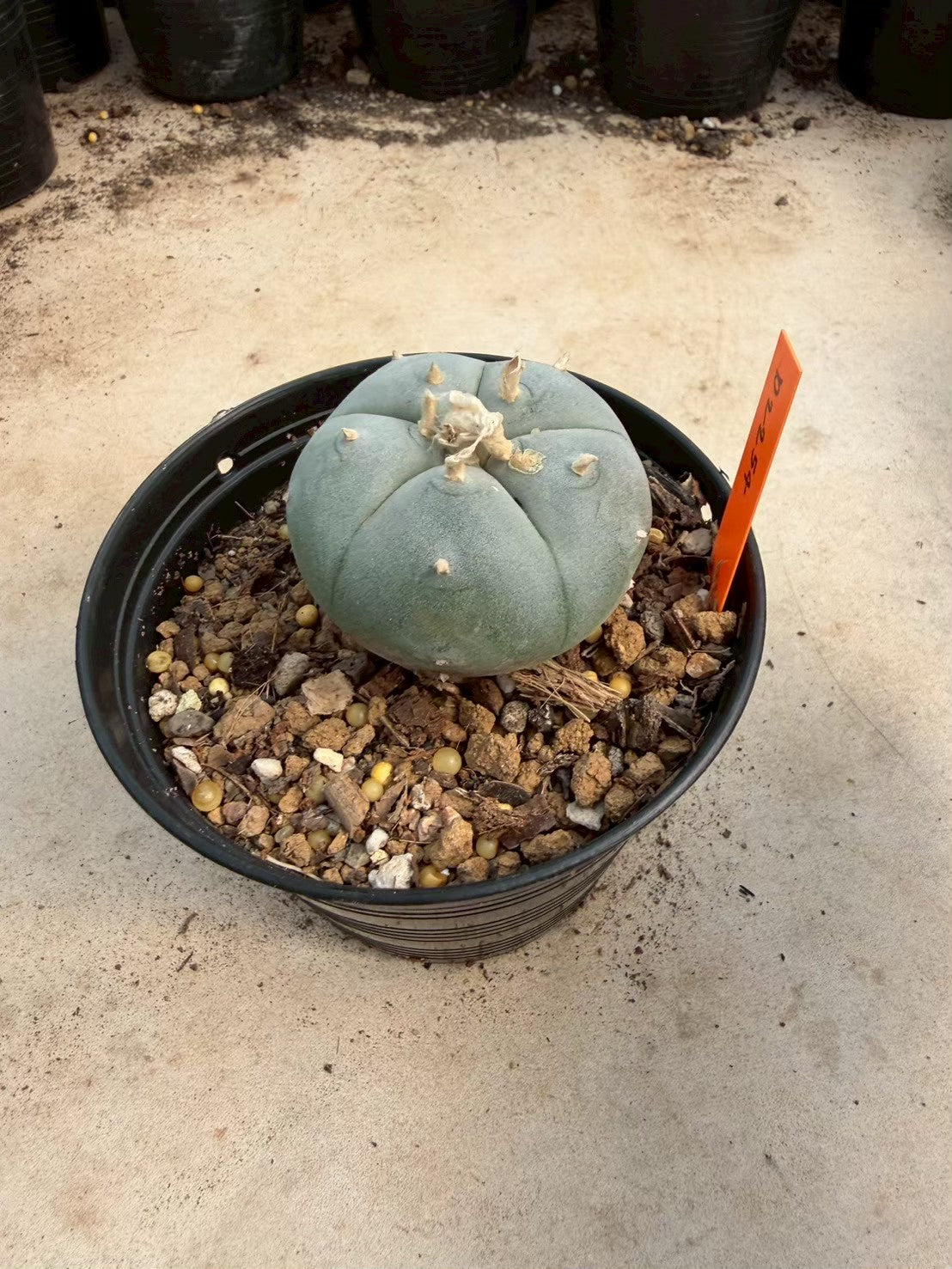 Lophophora williamsii – Peyote Cactus (Seed Grown, 3-3.5 cm, Own Root) 12 years old