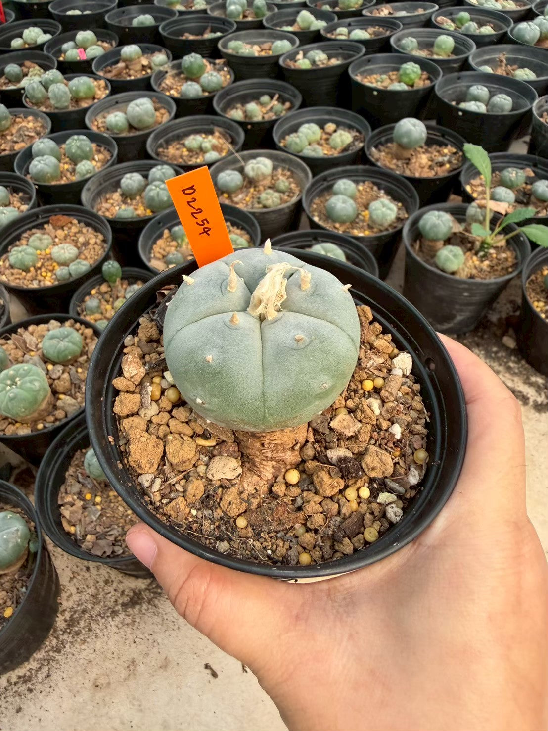Lophophora williamsii – Peyote Cactus (Seed Grown, 3-3.5 cm, Own Root) 12 years old