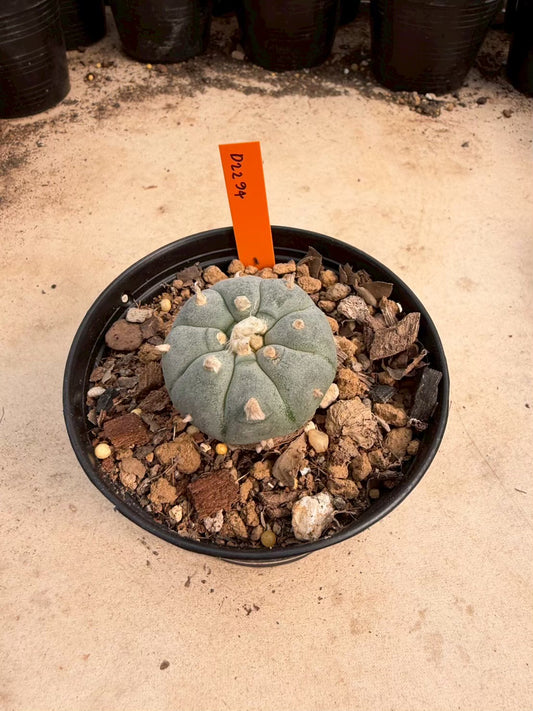 Lophophora williamsii – Peyote Cactus (Seed Grown, 3-3.5 cm, Own Root) 12 years old