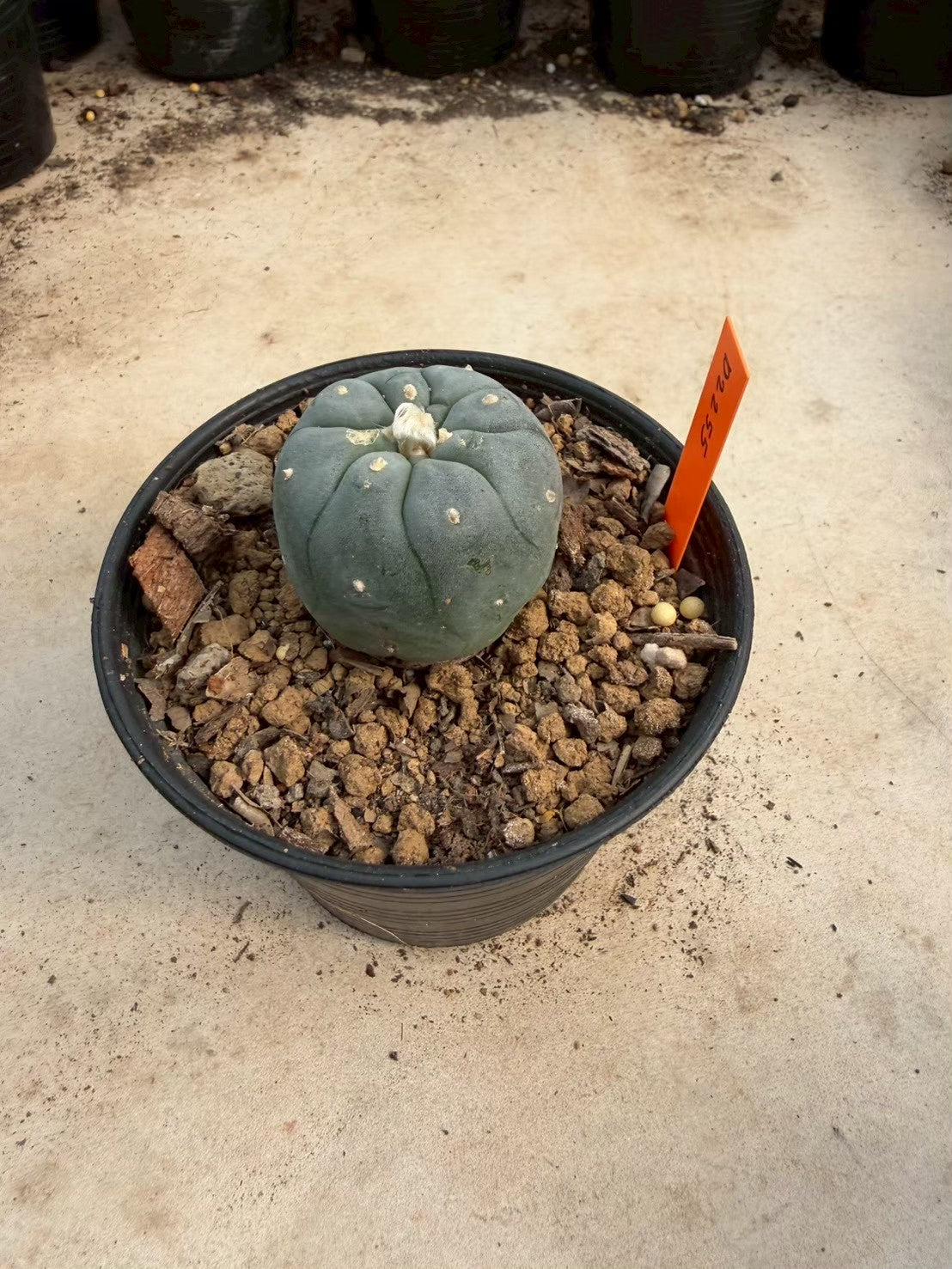 Lophophora williamsii – Peyote Cactus (Seed Grown, 3-3.5 cm, Own Root) 12 years old