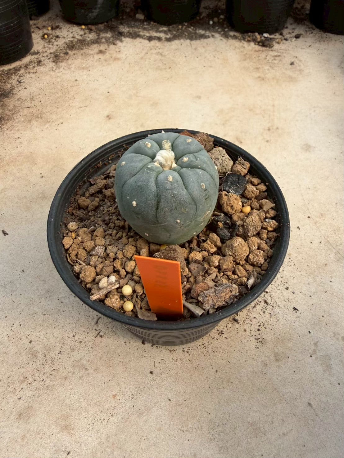 Lophophora williamsii – Peyote Cactus (Seed Grown, 3-3.5 cm, Own Root) 12 years old