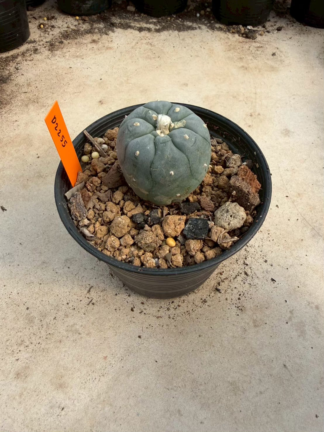 Lophophora williamsii – Peyote Cactus (Seed Grown, 3-3.5 cm, Own Root) 12 years old