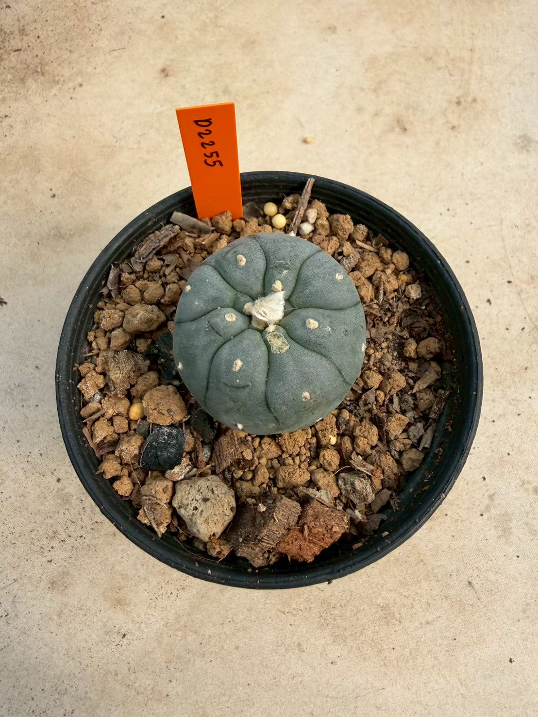 Lophophora williamsii – Peyote Cactus (Seed Grown, 3-3.5 cm, Own Root) 12 years old