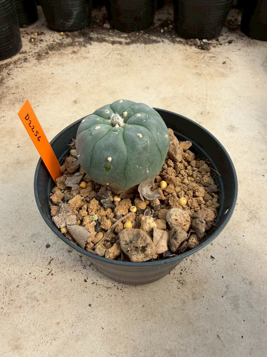 Lophophora williamsii – Peyote Cactus (Seed Grown, 3-3.5 cm, Own Root) 12 years old