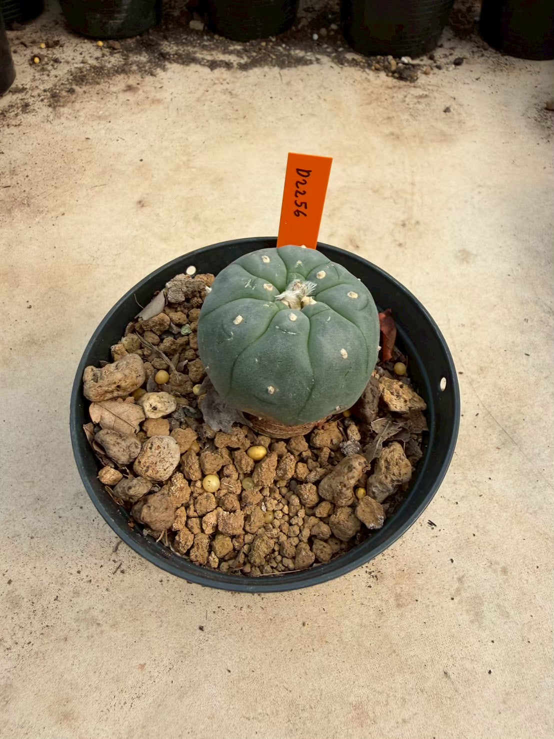 Lophophora williamsii – Peyote Cactus (Seed Grown, 3-3.5 cm, Own Root) 12 years old