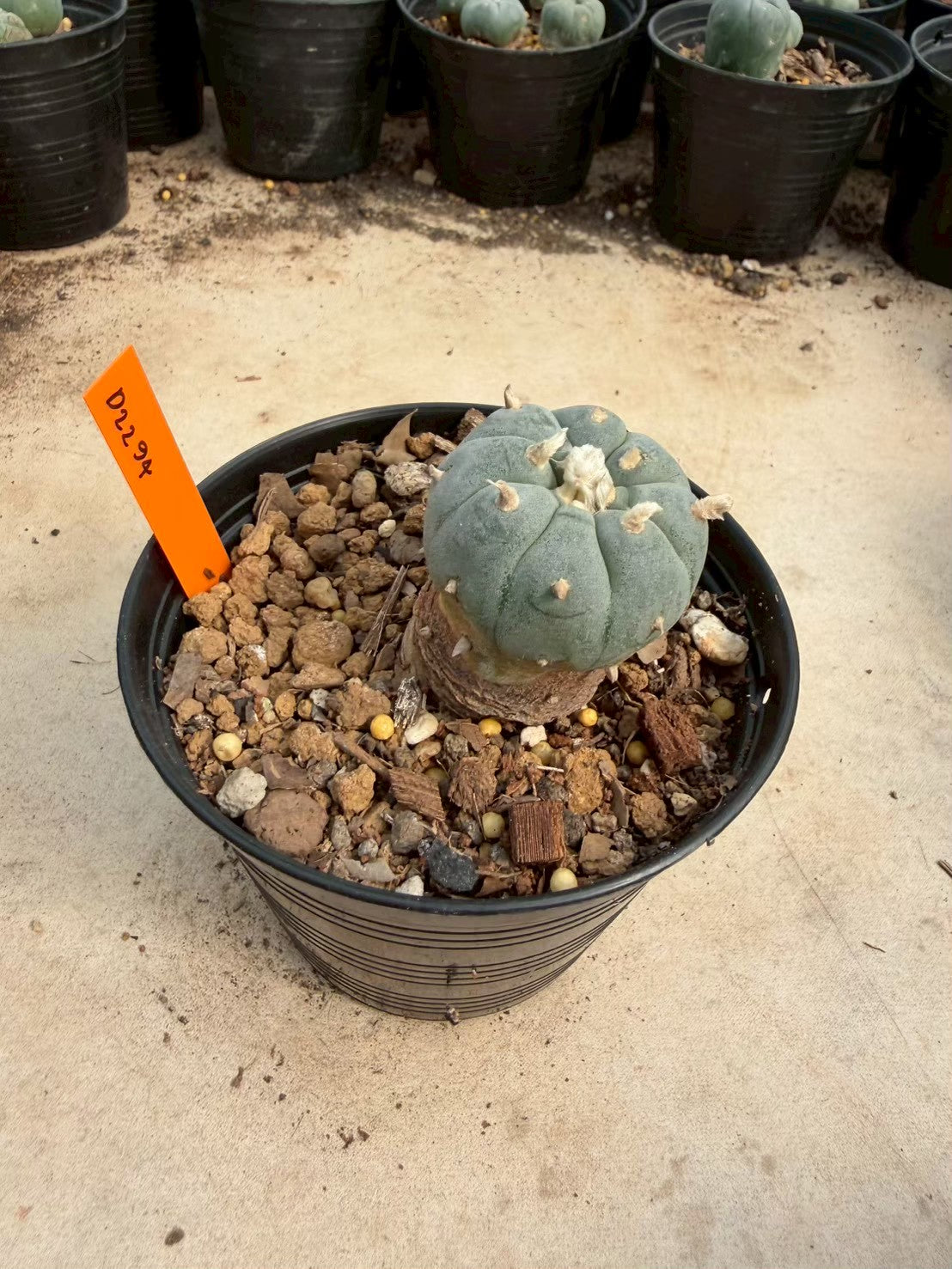 Lophophora williamsii – Peyote Cactus (Seed Grown, 3-3.5 cm, Own Root) 12 years old