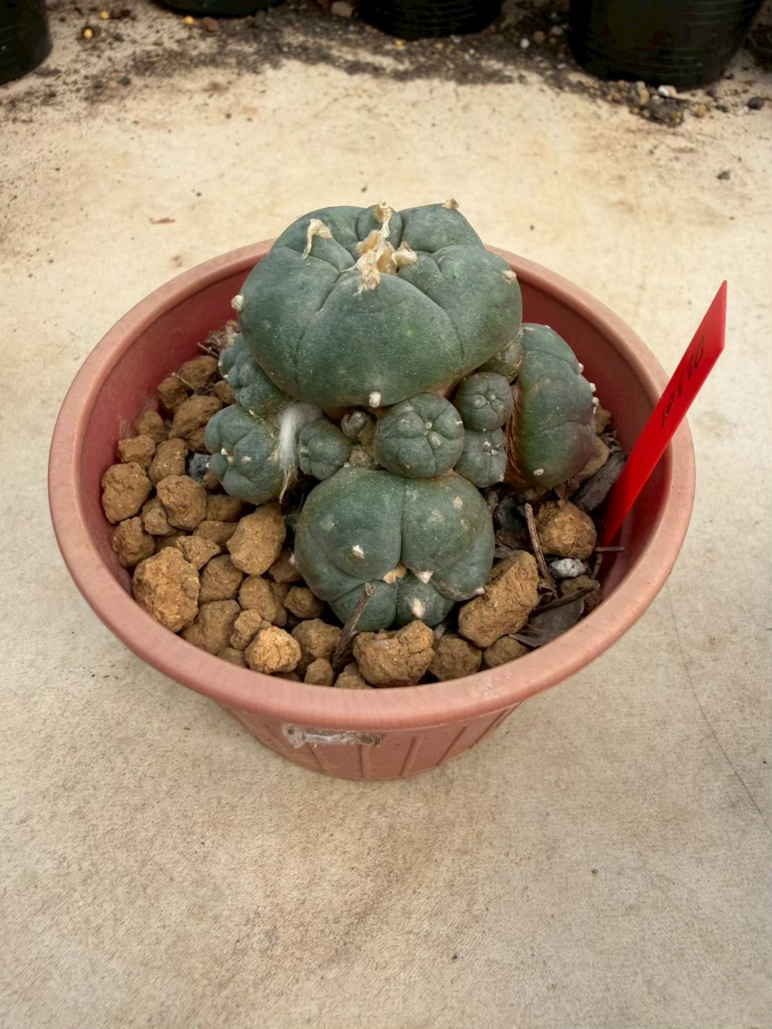 Lophophora williamsii – Peyote Cactus (Seed Grown, 3-3.5 cm, Own Root) 14 years old