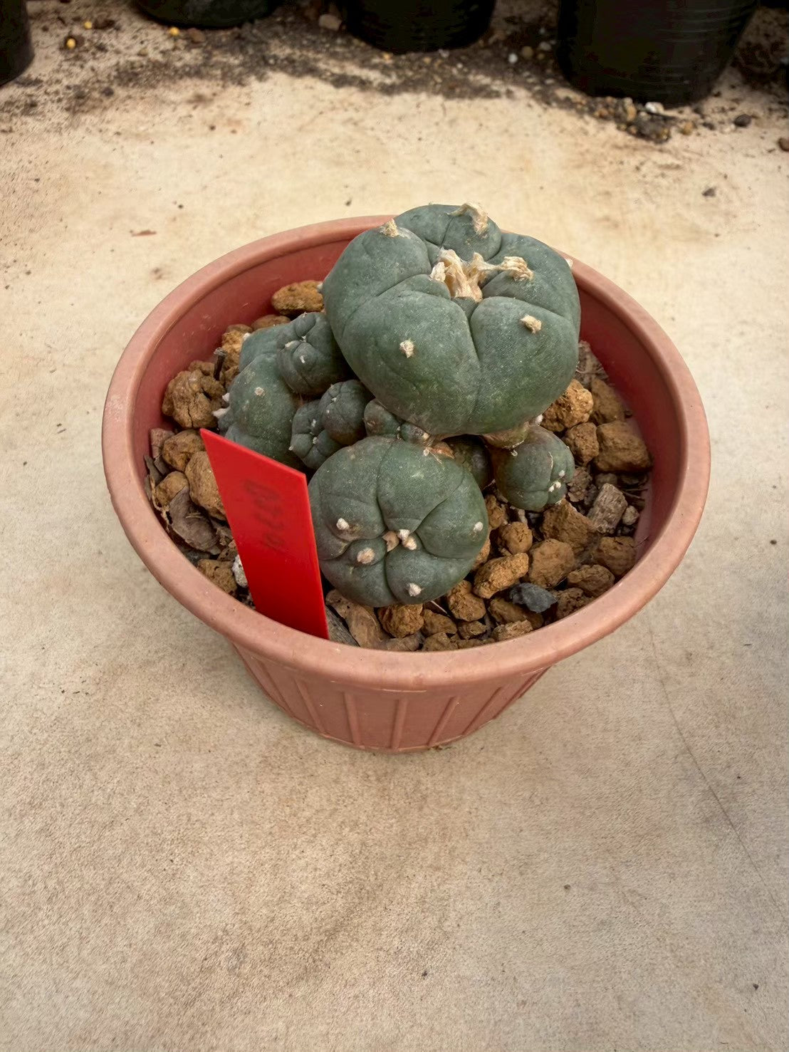 Lophophora williamsii – Peyote Cactus (Seed Grown, 3-3.5 cm, Own Root) 14 years old