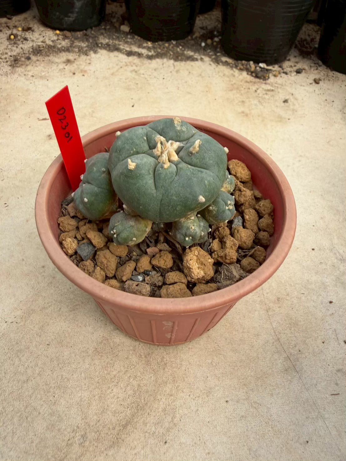 Lophophora williamsii – Peyote Cactus (Seed Grown, 3-3.5 cm, Own Root) 14 years old
