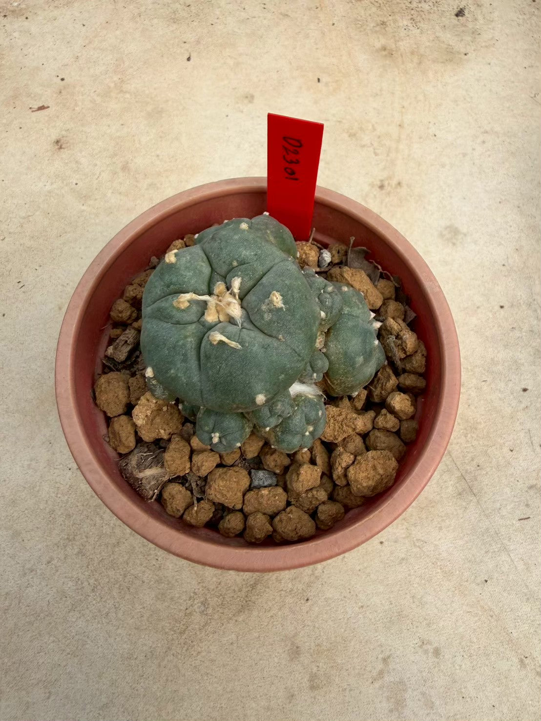 Lophophora williamsii – Peyote Cactus (Seed Grown, 3-3.5 cm, Own Root) 14 years old