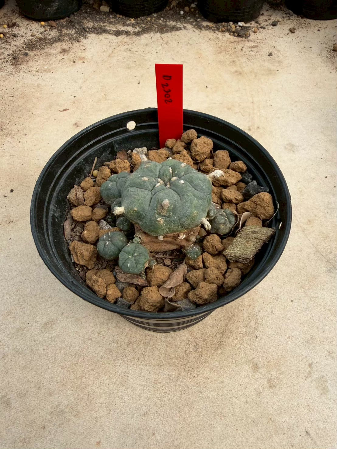 Lophophora williamsii – Peyote Cactus (Seed Grown, 3-3.5 cm, Own Root) 14 years old