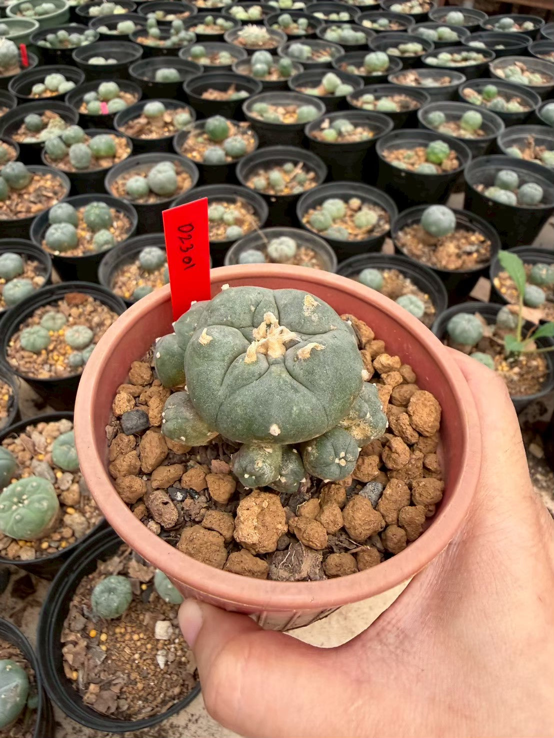 Lophophora williamsii – Peyote Cactus (Seed Grown, 3-3.5 cm, Own Root) 14 years old
