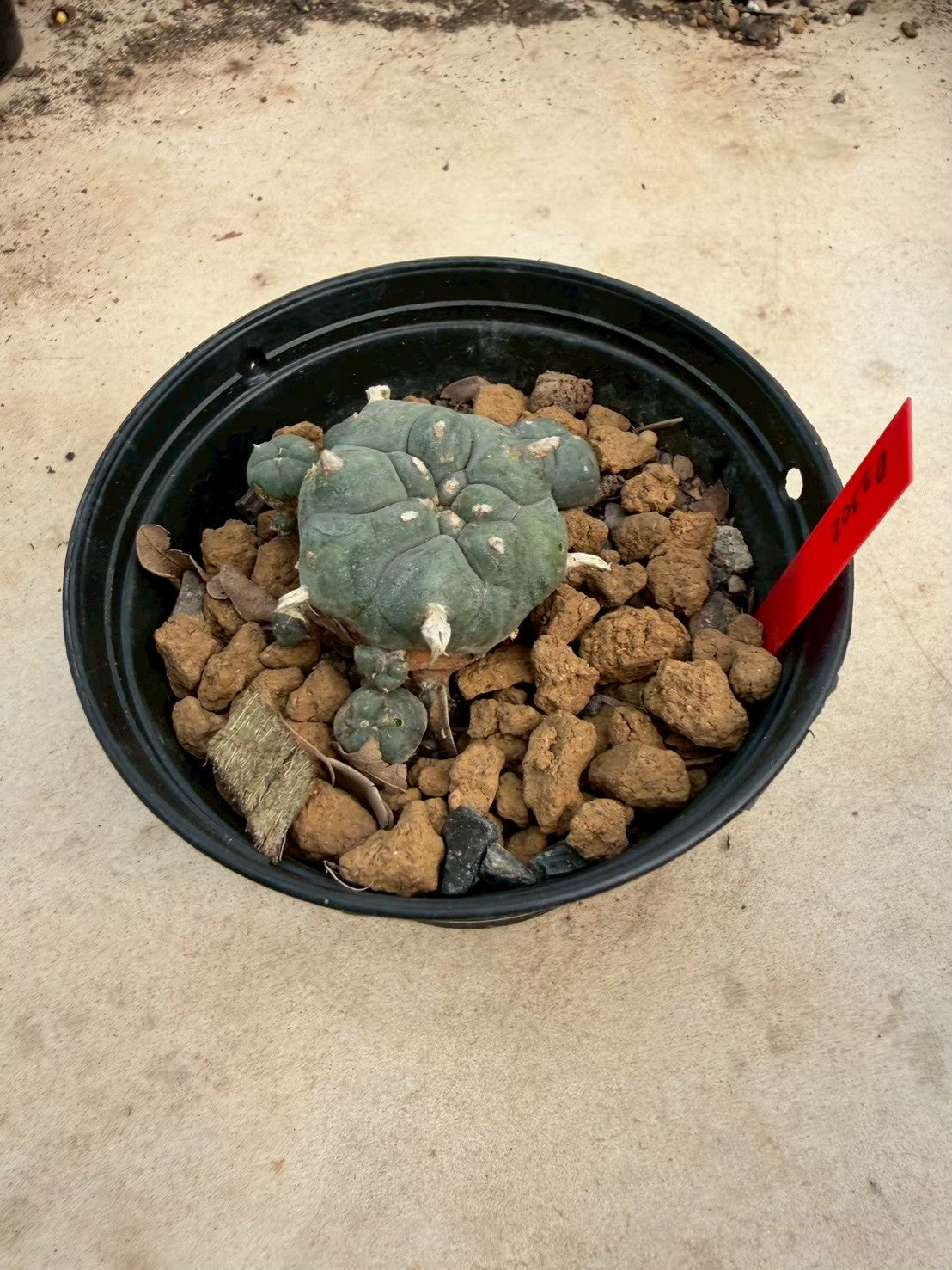 Lophophora williamsii – Peyote Cactus (Seed Grown, 3-3.5 cm, Own Root) 14 years old