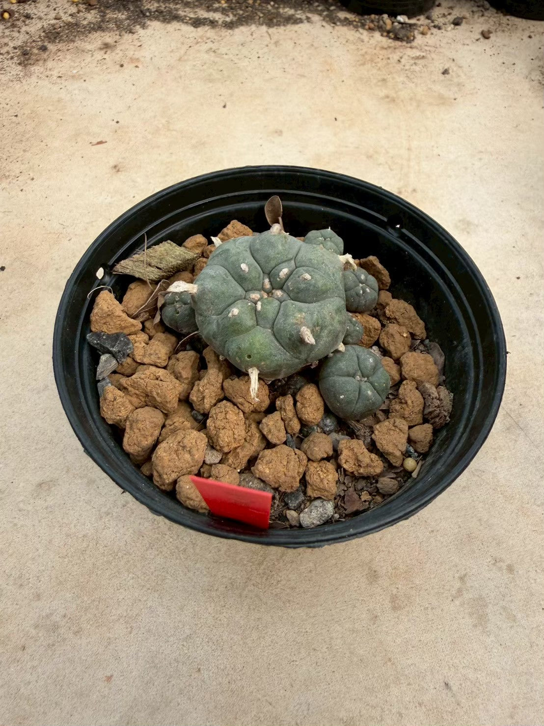 Lophophora williamsii – Peyote Cactus (Seed Grown, 3-3.5 cm, Own Root) 14 years old