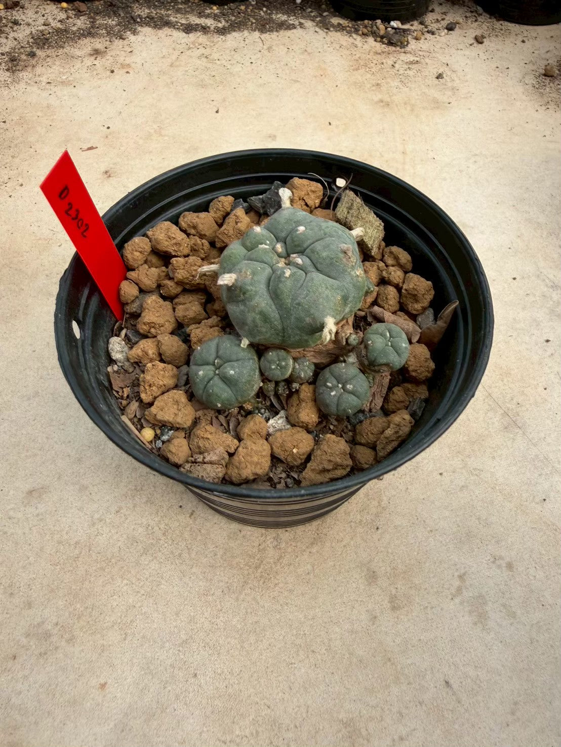 Lophophora williamsii – Peyote Cactus (Seed Grown, 3-3.5 cm, Own Root) 14 years old