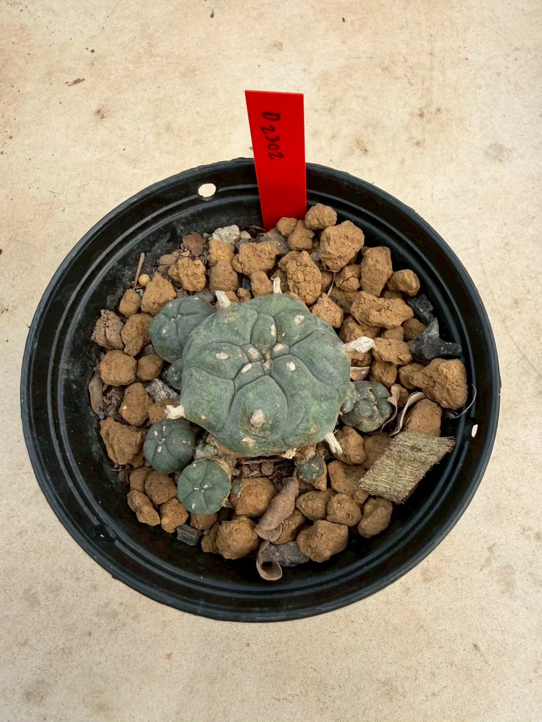 Lophophora williamsii – Peyote Cactus (Seed Grown, 3-3.5 cm, Own Root) 14 years old
