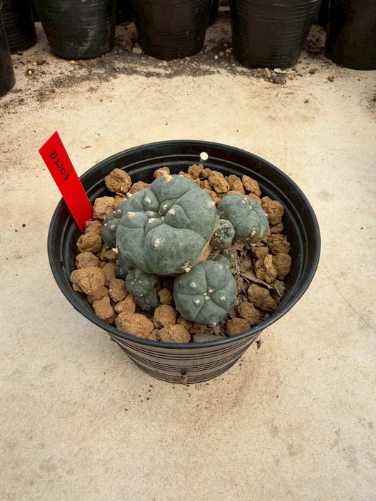 Lophophora williamsii – Peyote Cactus (Seed Grown, 3-3.5 cm, Own Root) 14 years old