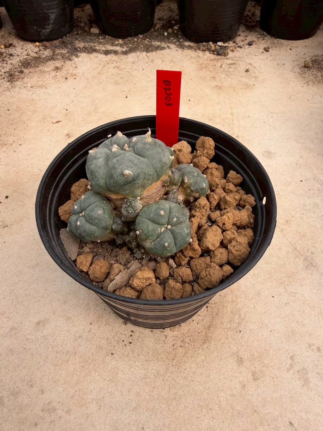 Lophophora williamsii – Peyote Cactus (Seed Grown, 3-3.5 cm, Own Root) 14 years old