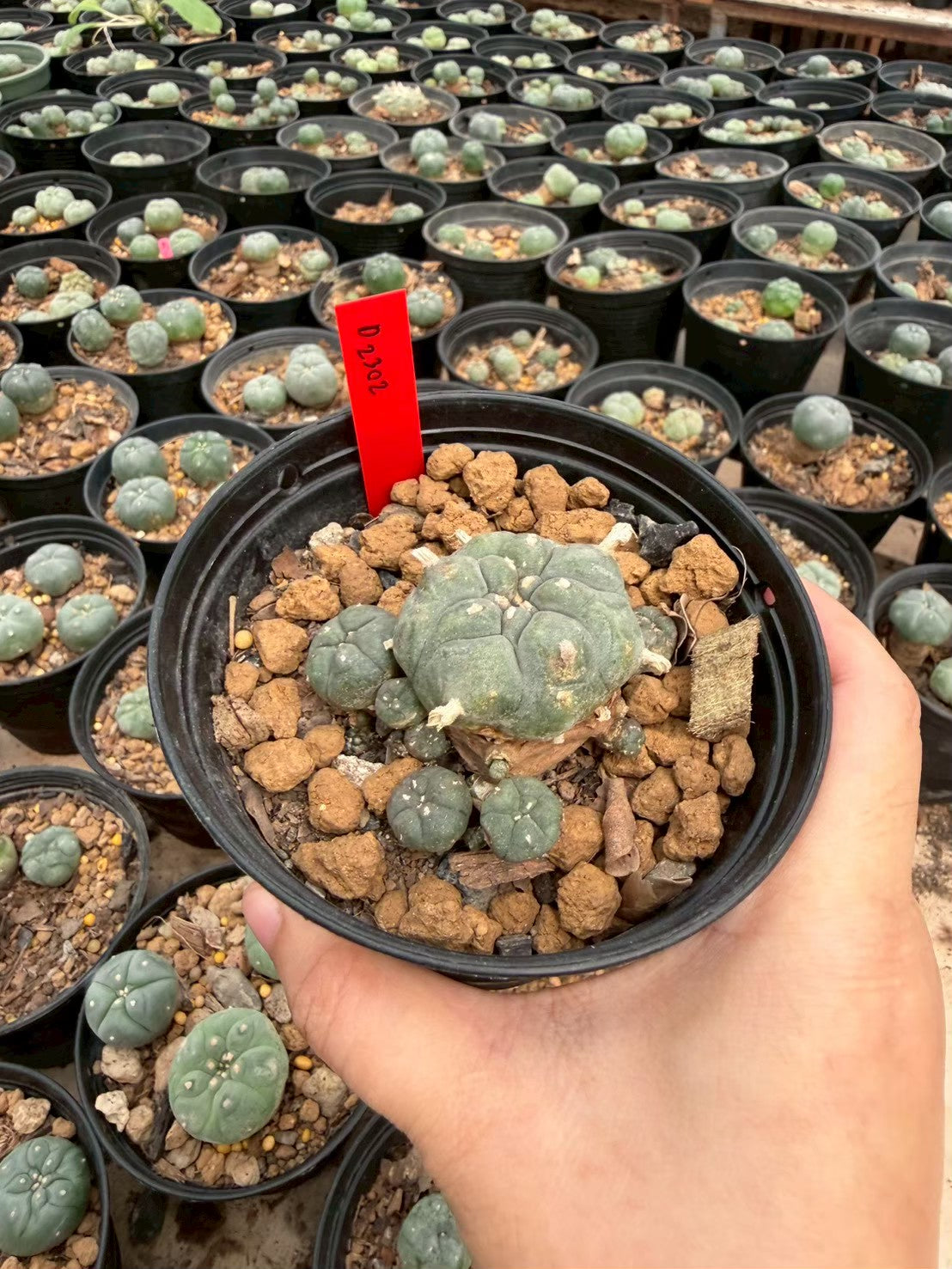 Lophophora williamsii – Peyote Cactus (Seed Grown, 3-3.5 cm, Own Root) 14 years old