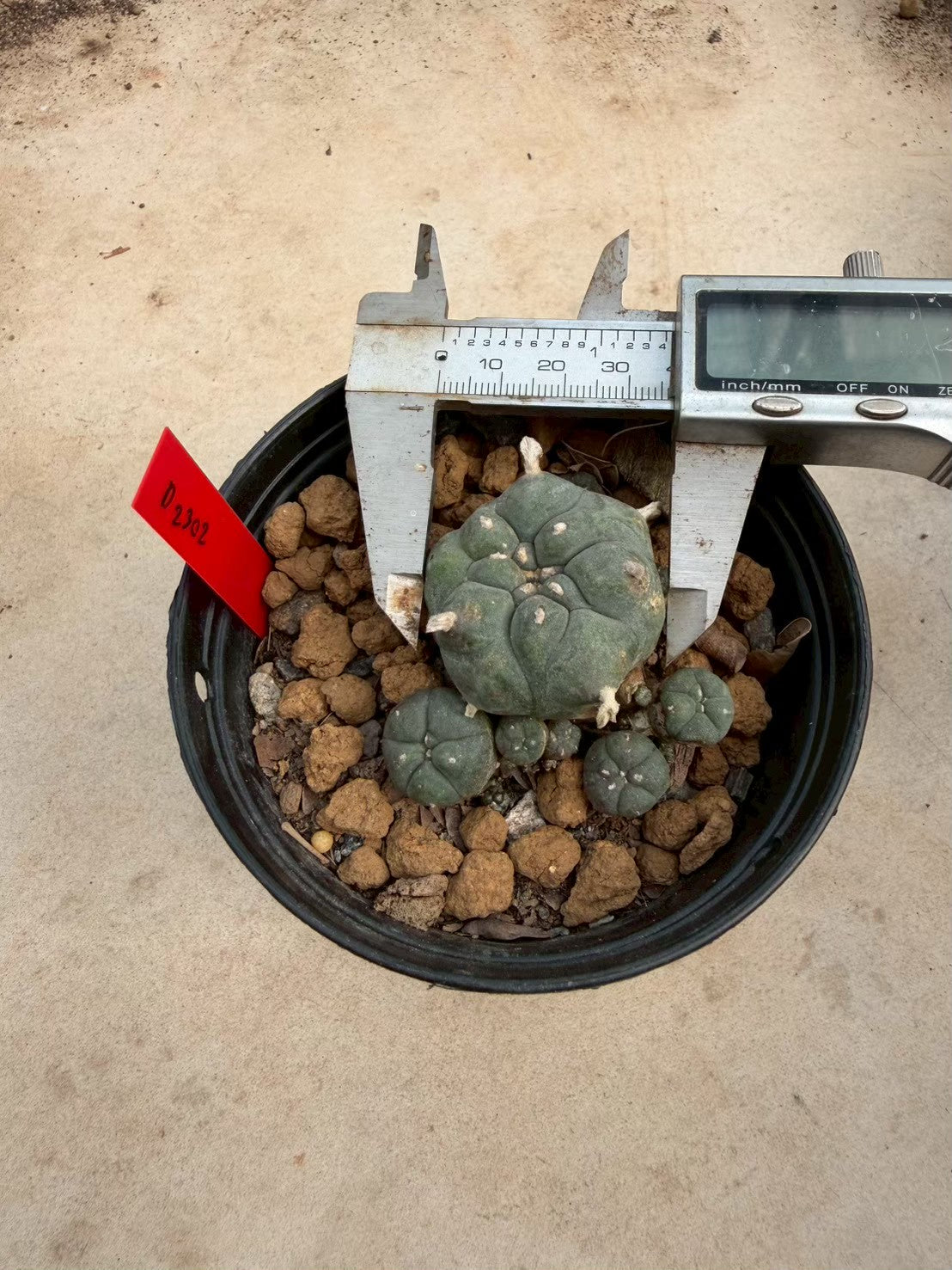 Lophophora williamsii – Peyote Cactus (Seed Grown, 3-3.5 cm, Own Root) 14 years old