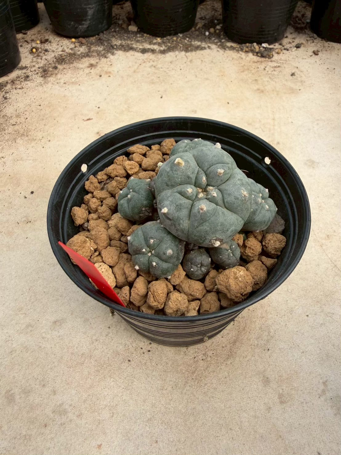 Lophophora williamsii – Peyote Cactus (Seed Grown, 3-3.5 cm, Own Root) 14 years old