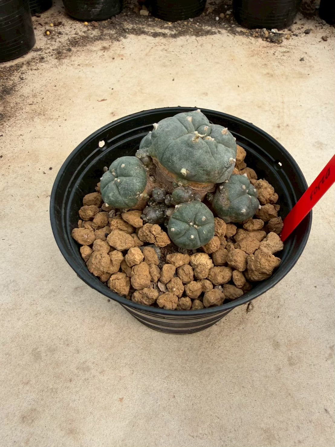Lophophora williamsii – Peyote Cactus (Seed Grown, 3-3.5 cm, Own Root) 14 years old