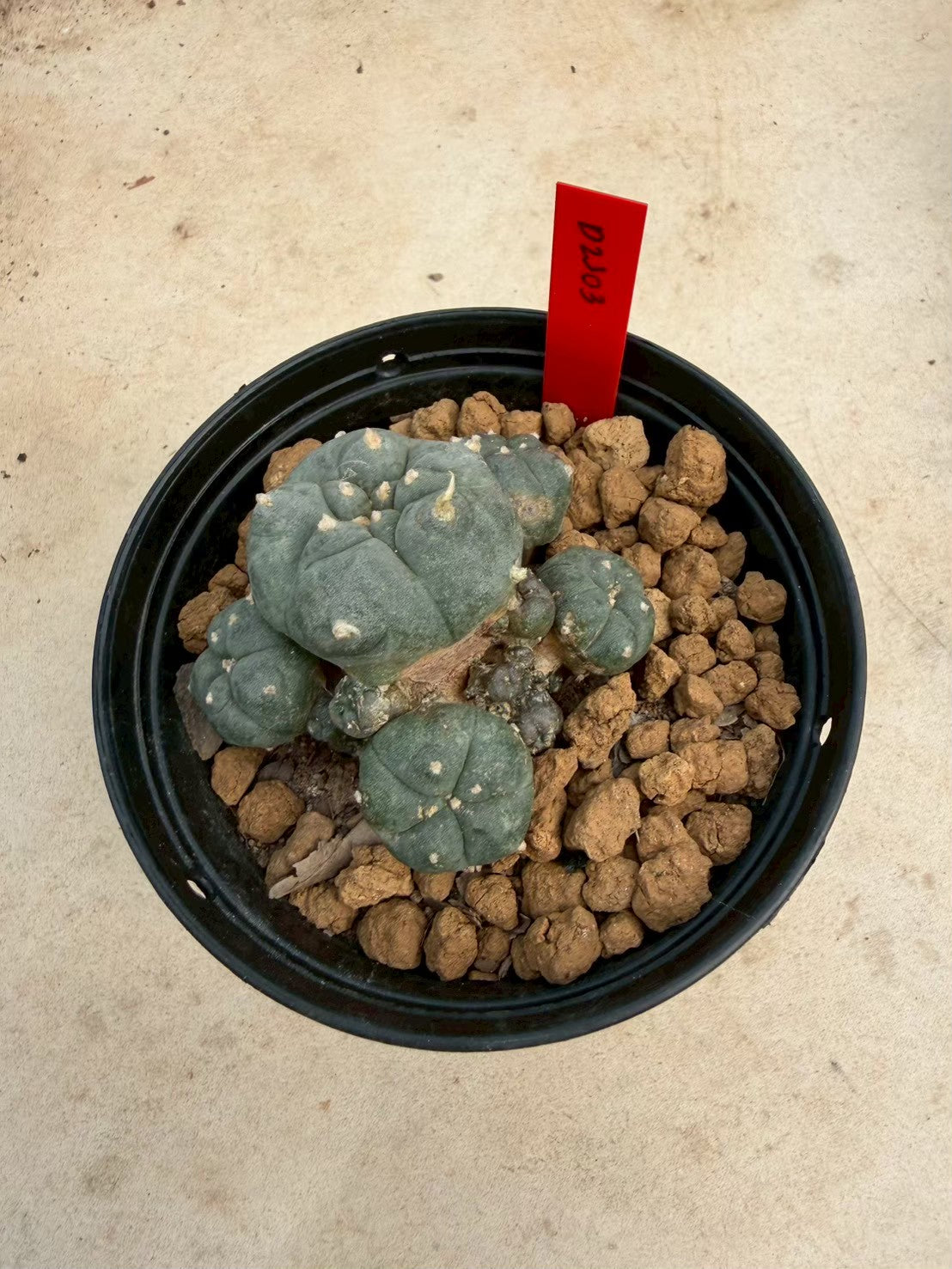 Lophophora williamsii – Peyote Cactus (Seed Grown, 3-3.5 cm, Own Root) 14 years old