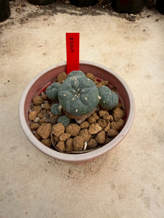 Lophophora williamsii – Peyote Cactus (Seed Grown, 3-3.5 cm, Own Root) 14 years old