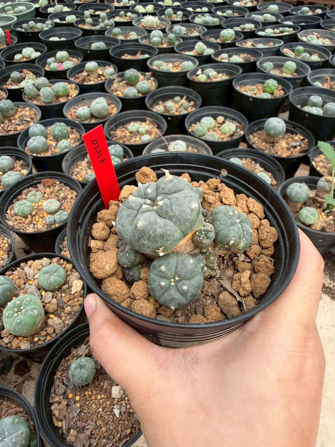 Lophophora williamsii – Peyote Cactus (Seed Grown, 3-3.5 cm, Own Root) 14 years old