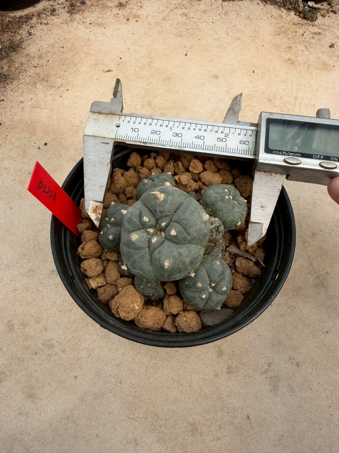 Lophophora williamsii – Peyote Cactus (Seed Grown, 3-3.5 cm, Own Root) 14 years old