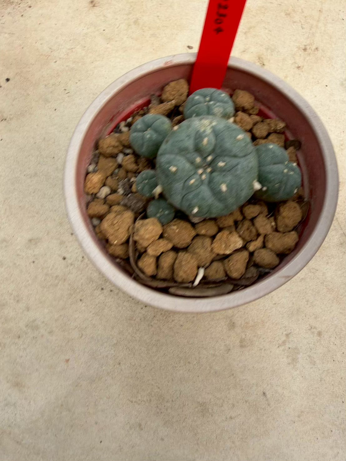 Lophophora williamsii – Peyote Cactus (Seed Grown, 3-3.5 cm, Own Root) 14 years old