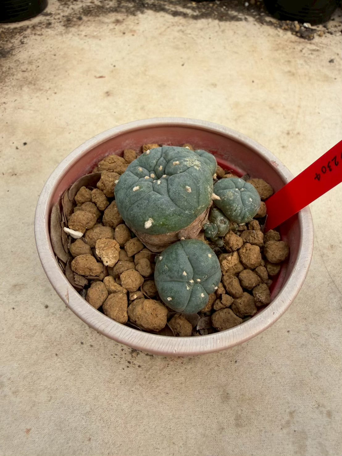Lophophora williamsii – Peyote Cactus (Seed Grown, 3-3.5 cm, Own Root) 14 years old