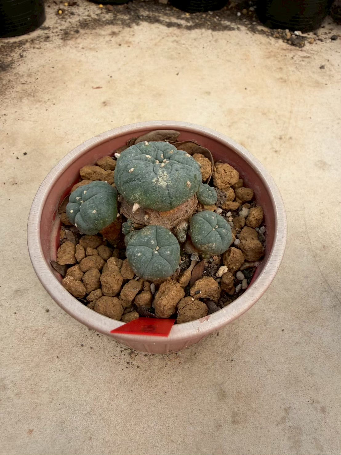 Lophophora williamsii – Peyote Cactus (Seed Grown, 3-3.5 cm, Own Root) 14 years old