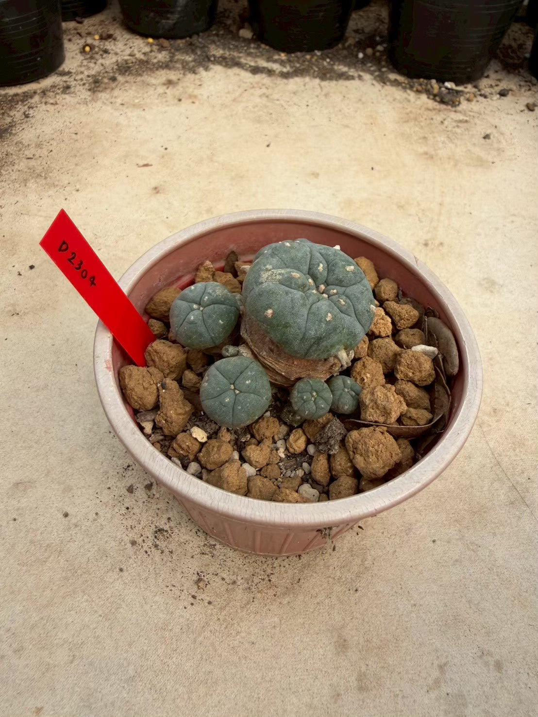 Lophophora williamsii – Peyote Cactus (Seed Grown, 3-3.5 cm, Own Root) 14 years old
