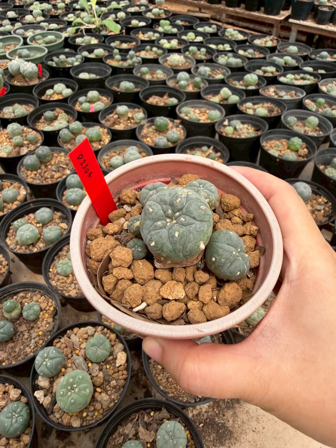 Lophophora williamsii – Peyote Cactus (Seed Grown, 3-3.5 cm, Own Root) 14 years old