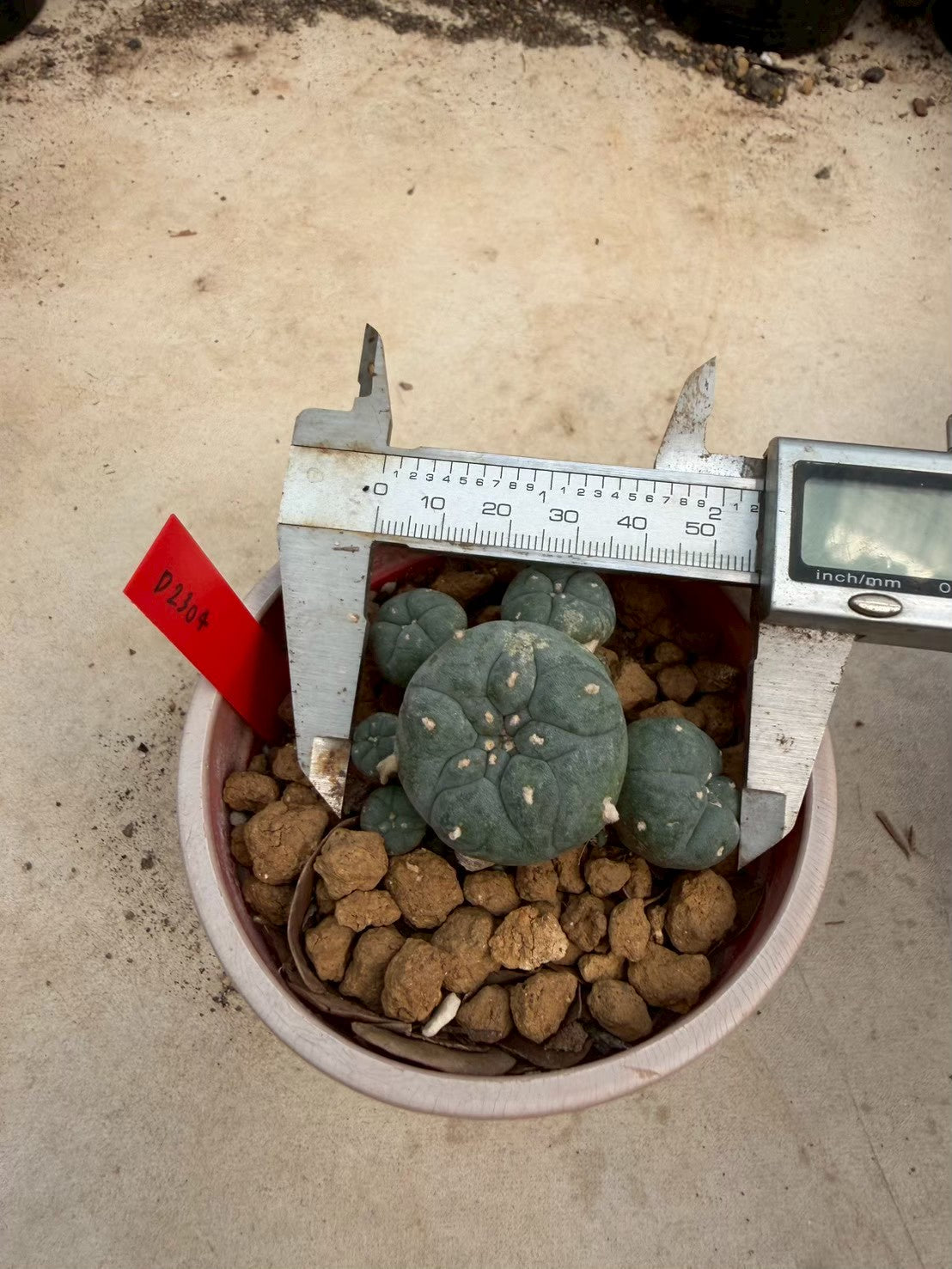 Lophophora williamsii – Peyote Cactus (Seed Grown, 3-3.5 cm, Own Root) 14 years old