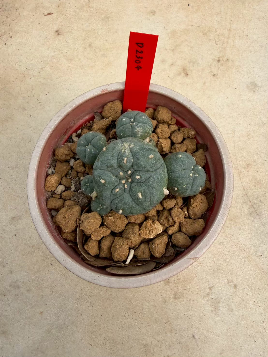 Lophophora williamsii – Peyote Cactus (Seed Grown, 3-3.5 cm, Own Root) 14 years old