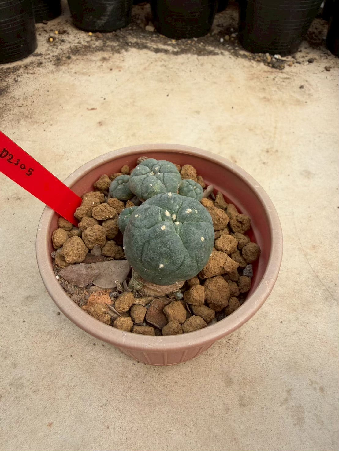 Lophophora williamsii – Peyote Cactus (Seed Grown, 3-3.5 cm, Own Root) 14 years old