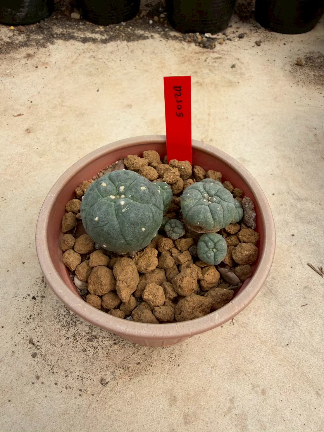 Lophophora williamsii – Peyote Cactus (Seed Grown, 3-3.5 cm, Own Root) 14 years old
