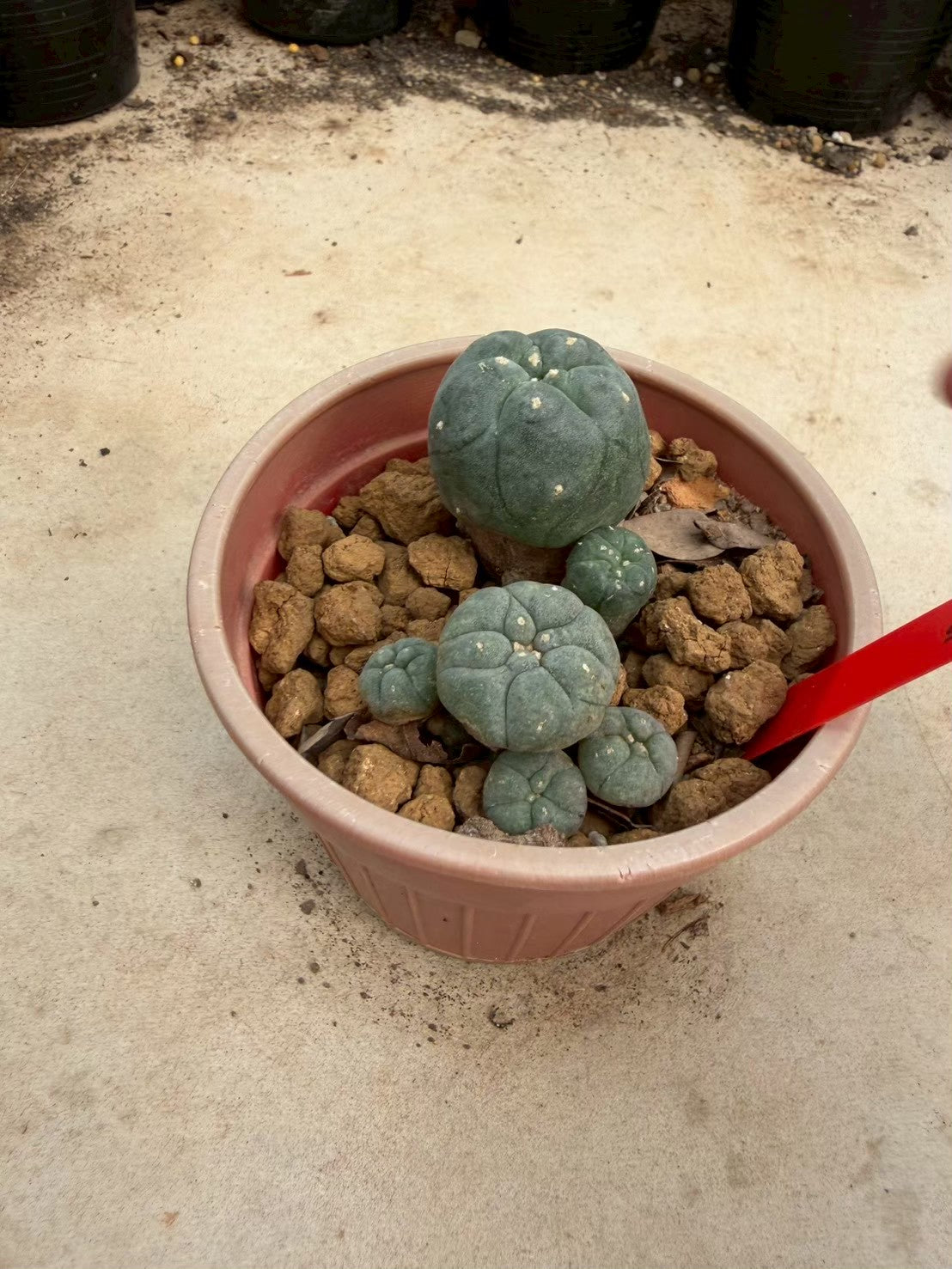 Lophophora williamsii – Peyote Cactus (Seed Grown, 3-3.5 cm, Own Root) 14 years old