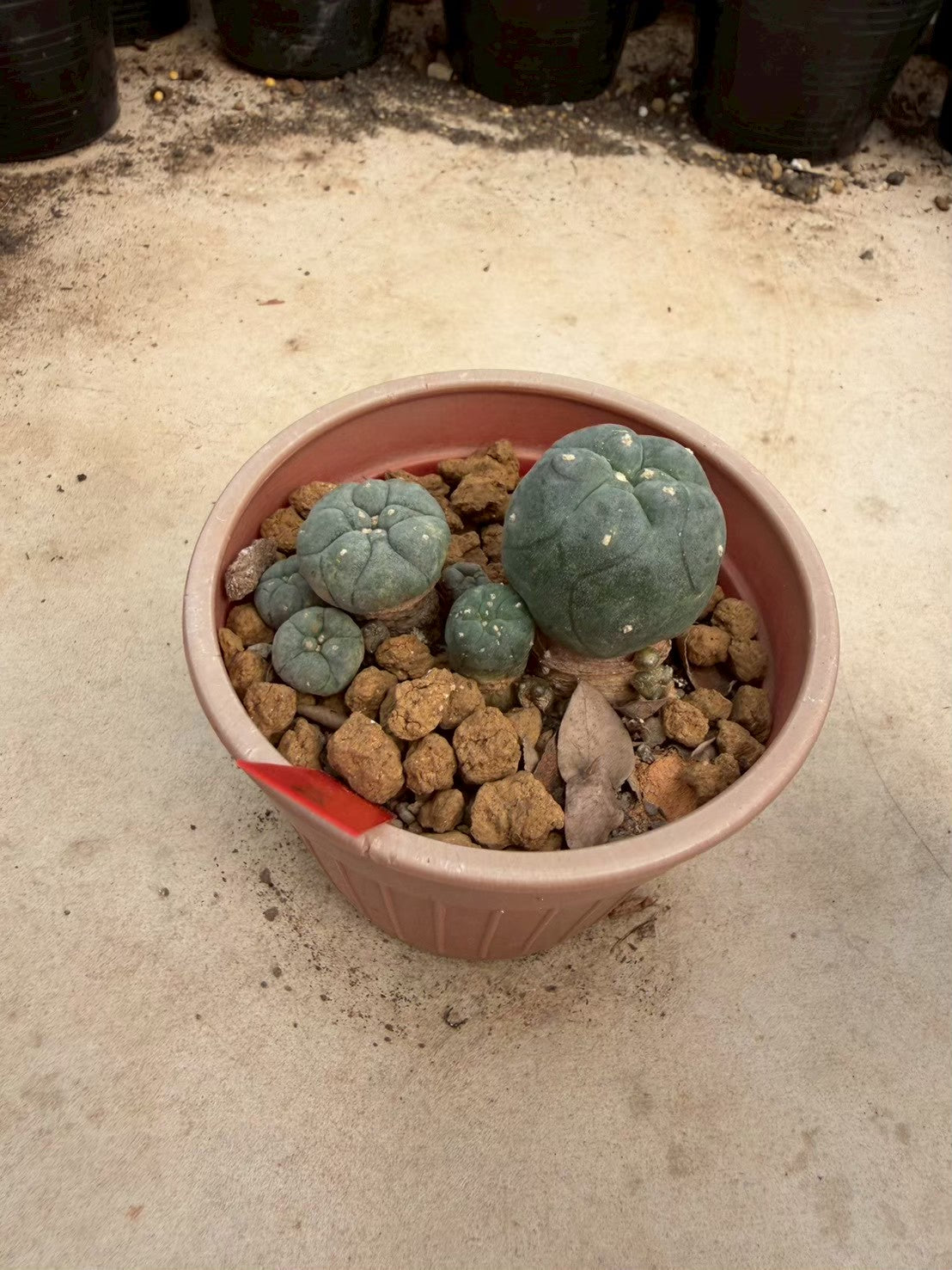 Lophophora williamsii – Peyote Cactus (Seed Grown, 3-3.5 cm, Own Root) 14 years old