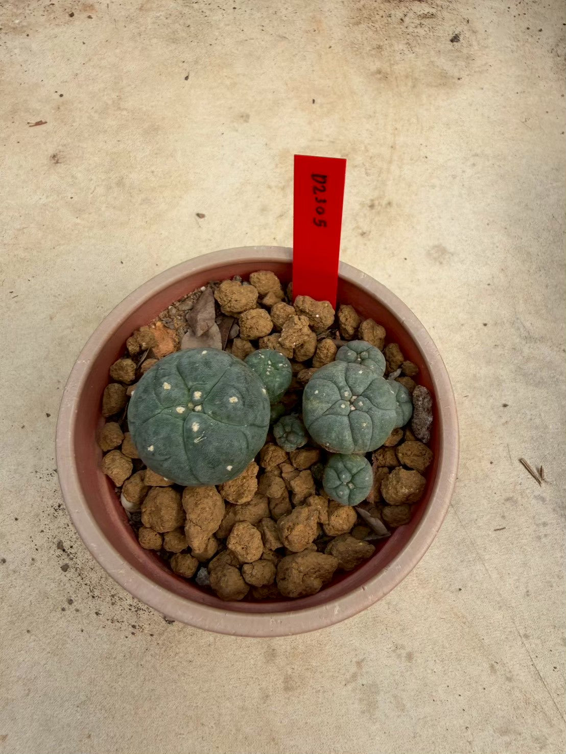 Lophophora williamsii – Peyote Cactus (Seed Grown, 3-3.5 cm, Own Root) 14 years old