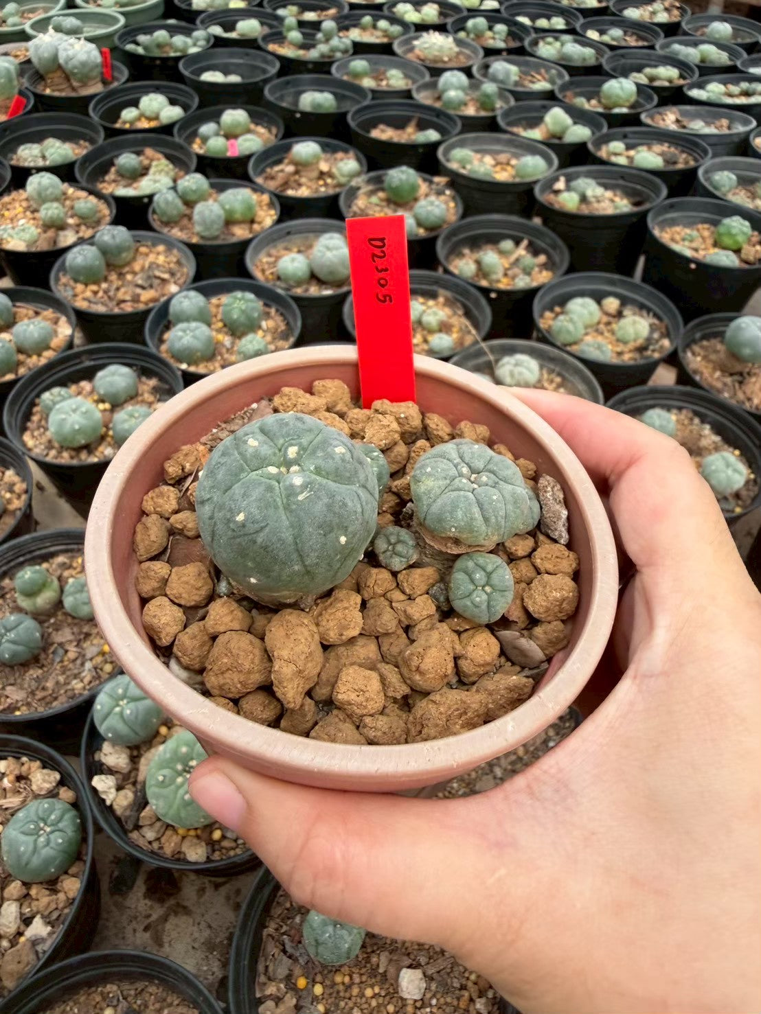 Lophophora williamsii – Peyote Cactus (Seed Grown, 3-3.5 cm, Own Root) 14 years old