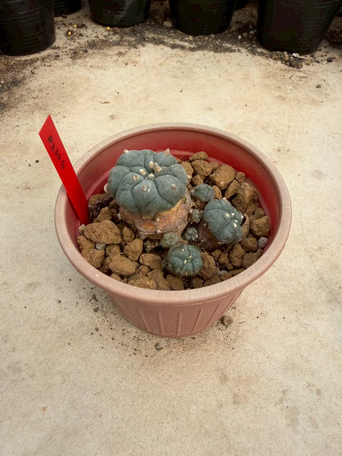 Lophophora williamsii – Peyote Cactus (Seed Grown, 3-3.5 cm, Own Root) 14 years old