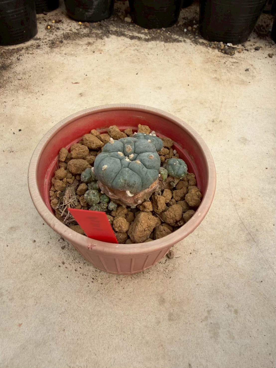 Lophophora williamsii – Peyote Cactus (Seed Grown, 3-3.5 cm, Own Root) 14 years old