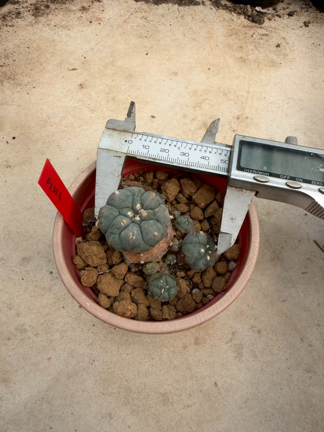 Lophophora williamsii – Peyote Cactus (Seed Grown, 3-3.5 cm, Own Root) 14 years old