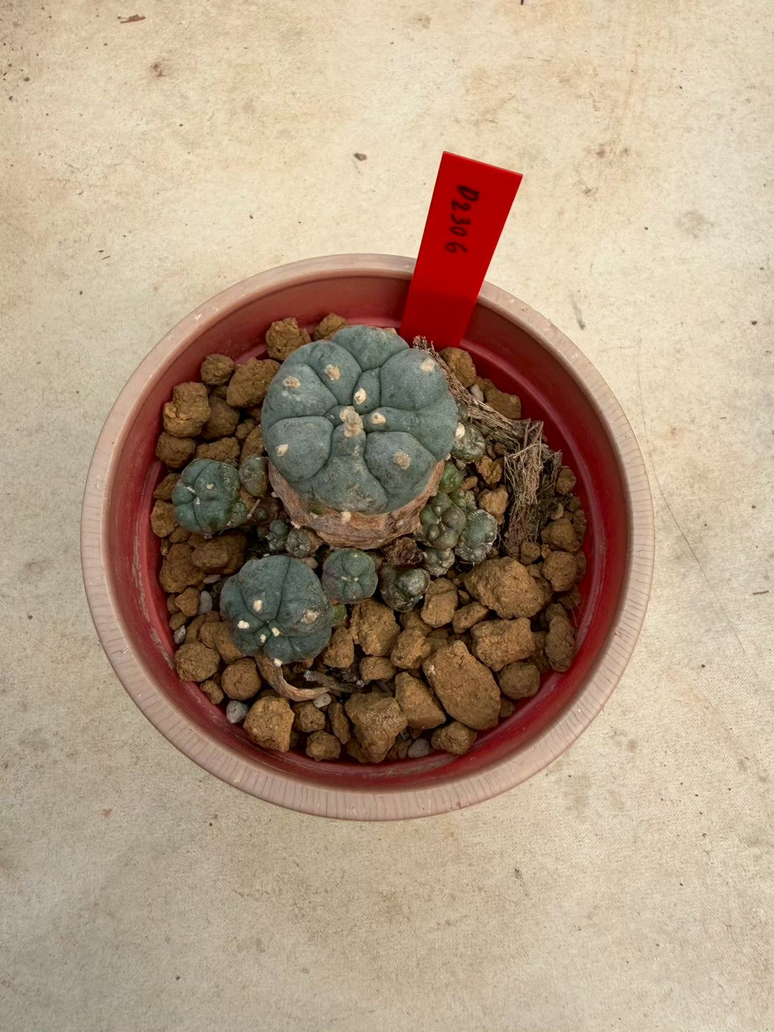 Lophophora williamsii – Peyote Cactus (Seed Grown, 3-3.5 cm, Own Root) 14 years old