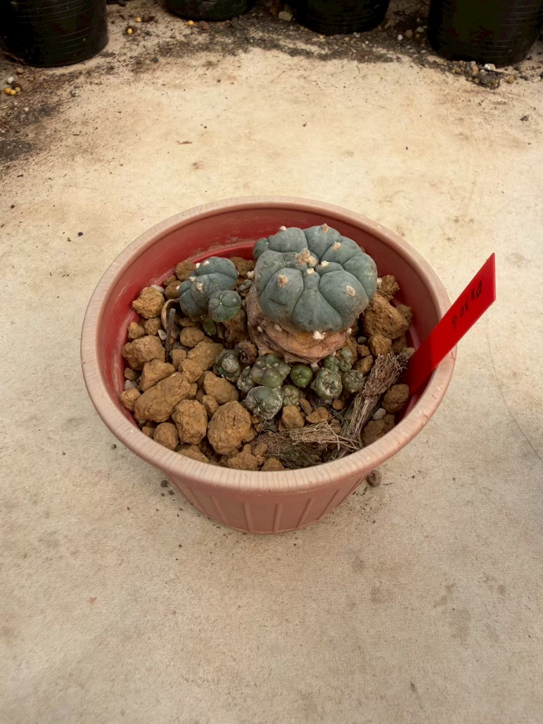Lophophora williamsii – Peyote Cactus (Seed Grown, 3-3.5 cm, Own Root) 14 years old