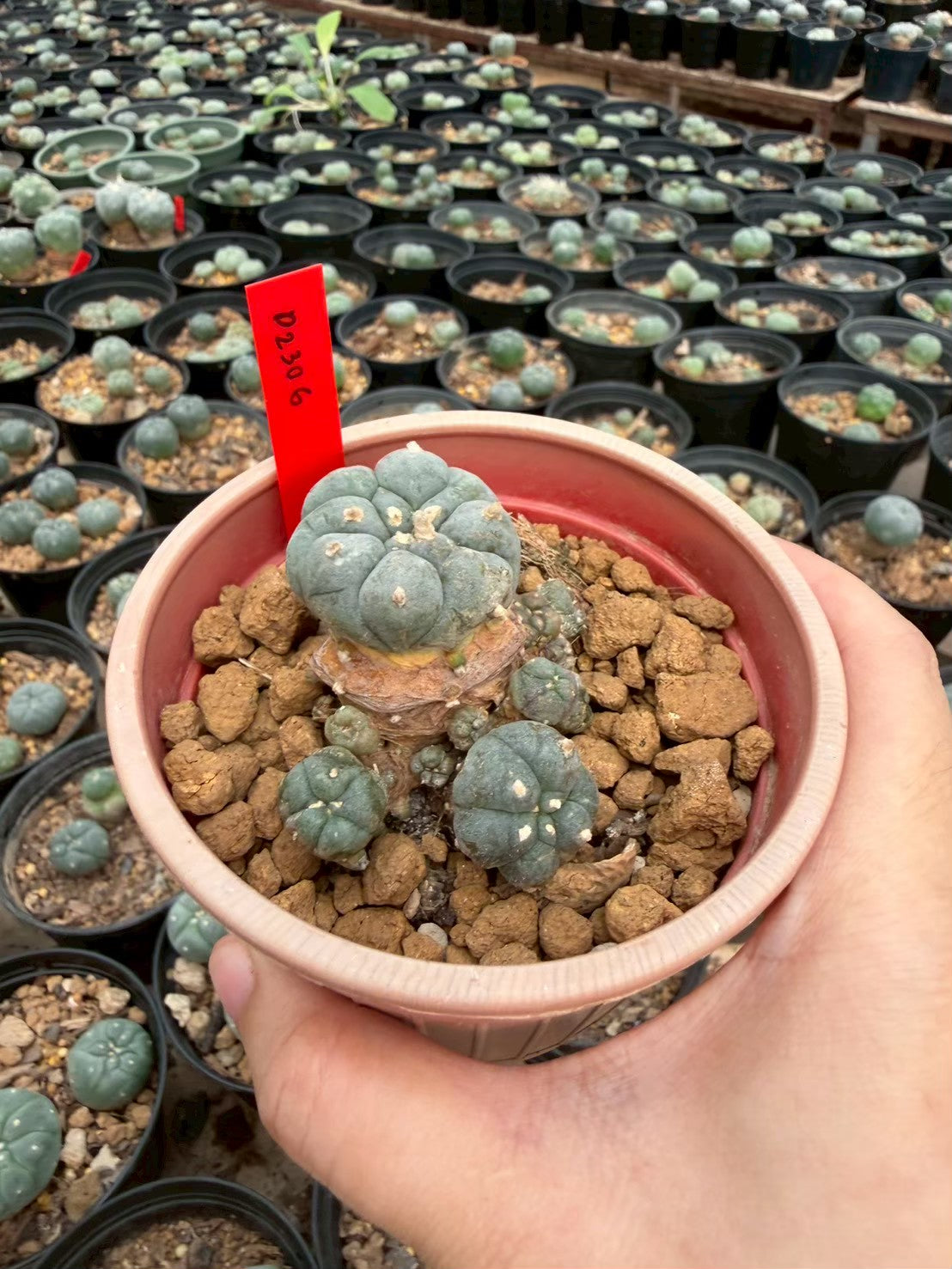 Lophophora williamsii – Peyote Cactus (Seed Grown, 3-3.5 cm, Own Root) 14 years old